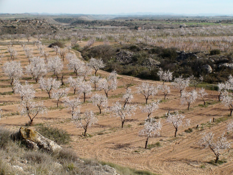 Blooming almond trees fill a vast, brown landscape — Foto por Steve West na Unsplash